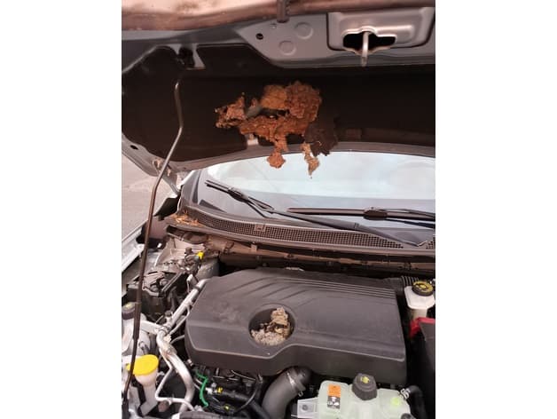 Renault Kadjar protection rongeur - rodent protection - image 4 of 4